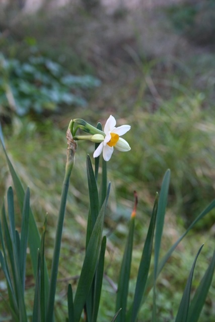 First spring flowers